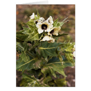 Planta Henbane