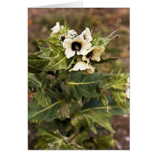 Planta Henbane