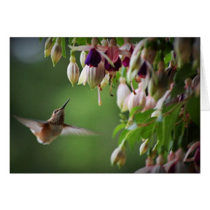 Planta Hummingbird y Fushia