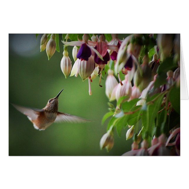 Planta Hummingbird y Fushia (Anverso (Horizontal))