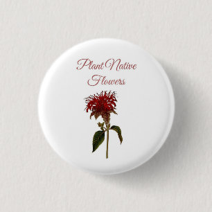 Planta Monarda Flores Nativas Botón