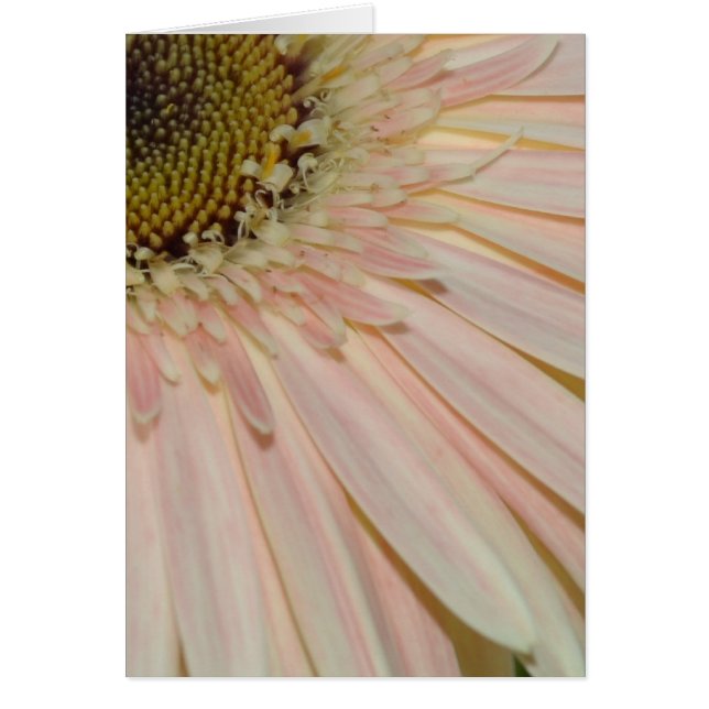 Planta para la flor de cura (Frente)