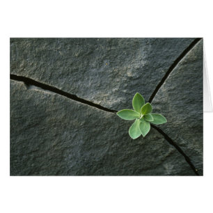 Planta que crece en el rocío