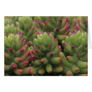 planta Sedum, Museo del Desierto de Arizona-Sonora
