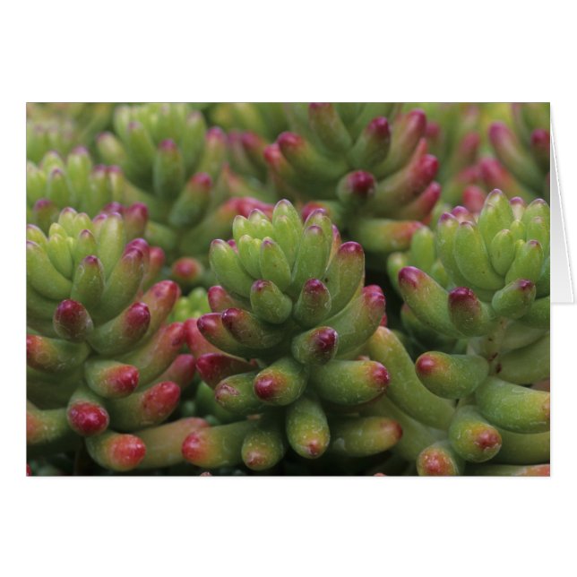 Planta Sedum, Museo del Desierto de Arizona-Sonora (Anverso (Horizontal))