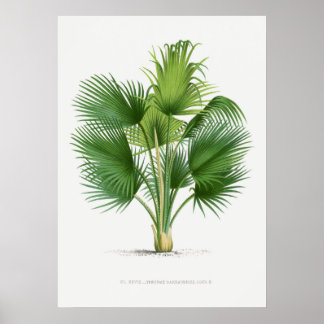 Planta tropical, ilustracion vegetal arte vintage