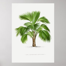 Planta tropical, ilustracion vegetal arte vintage