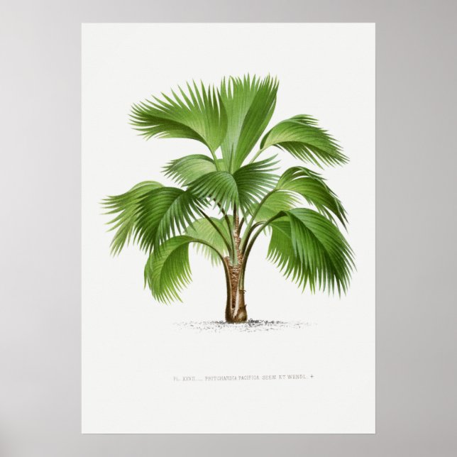Planta tropical, ilustracion vegetal arte vintage  (Frente)