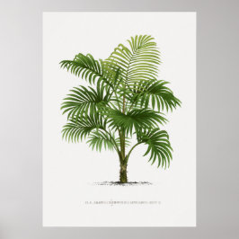Planta tropical, ilustracion vegetal arte vintage