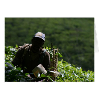 Plantación de té