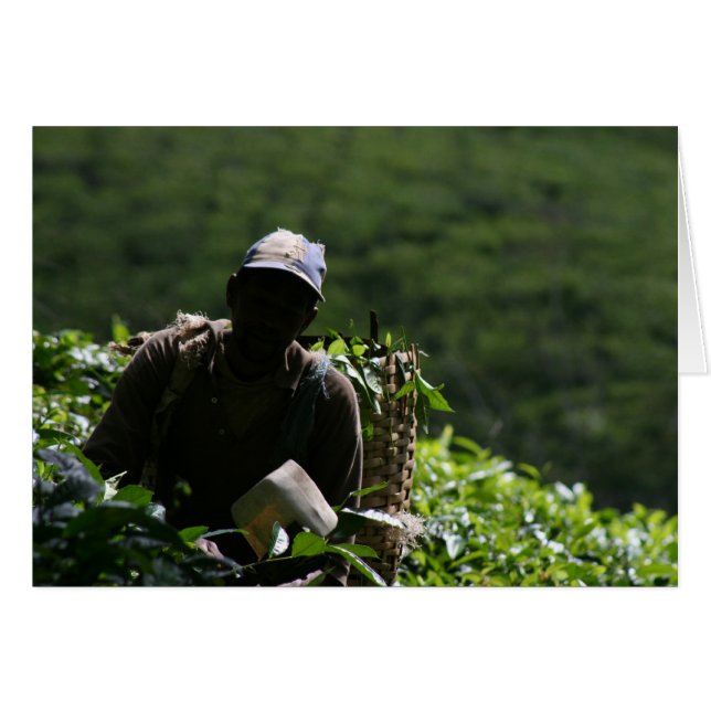 Plantación de té (Anverso (Horizontal))