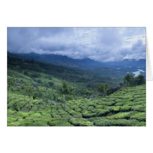 Plantación de té 2 Estado de Kerala, India