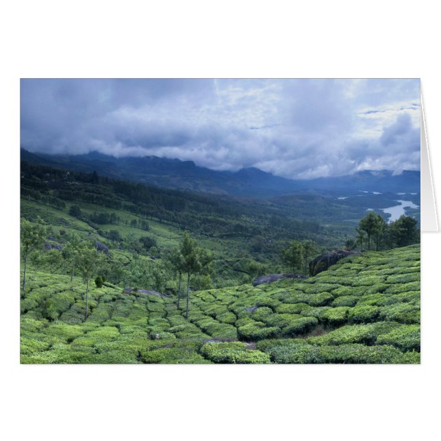 Plantación de té 2 Estado de Kerala, India (Anverso (Horizontal))