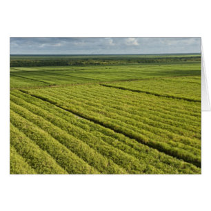 Plantaciones de caña de azúcar, Guyana