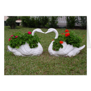 Plantadores de cisnes en besos