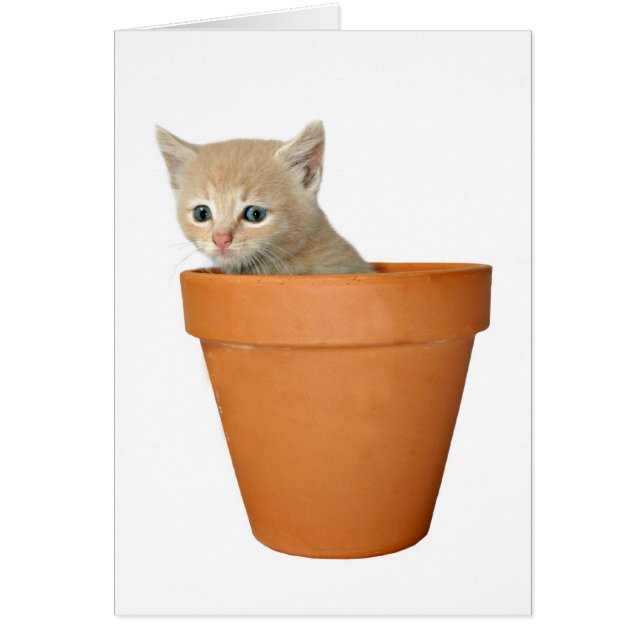 Plantar algo de amor (Frente)