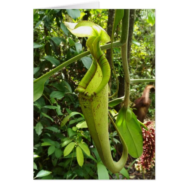 Plantas carnívoras de la planta de jarra (Frente)