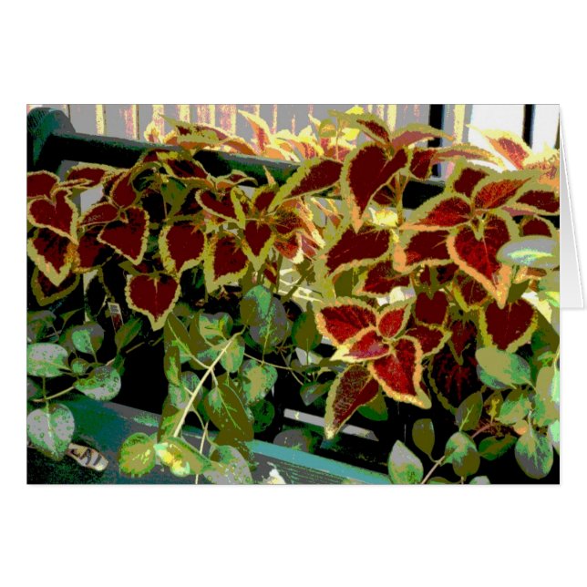 Plantas Coleus (Anverso (Horizontal))