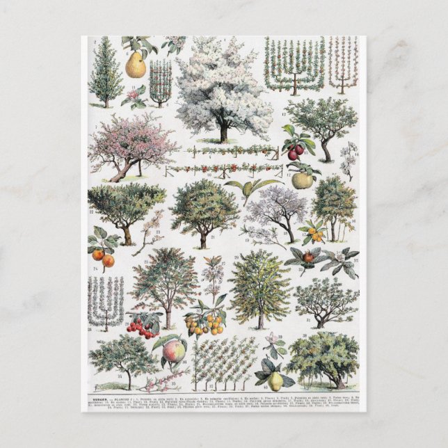 Plantas de árboles Fruta Postal Botánica Vintage (Anverso)