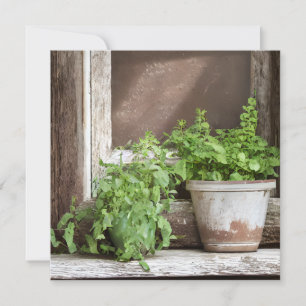 Plantas de bonito en una ventana rústica