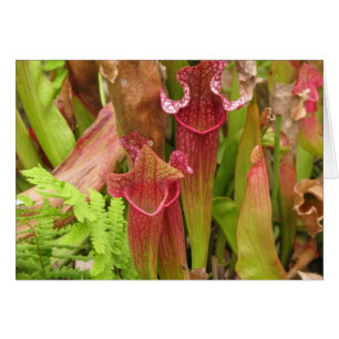 Plantas de cocina