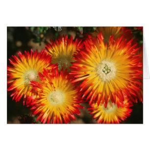 Plantas De Hielo (Lampranthus Aureus) En Bloom