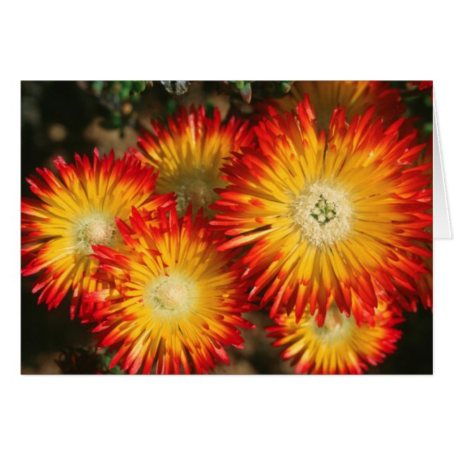 Plantas De Hielo (Lampranthus Aureus) En Bloom (Anverso (Horizontal))