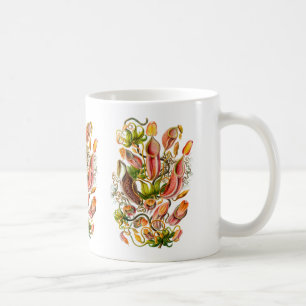 Plantas de jarra