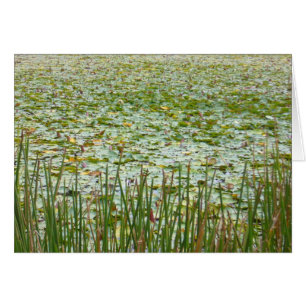 plantas de la charca