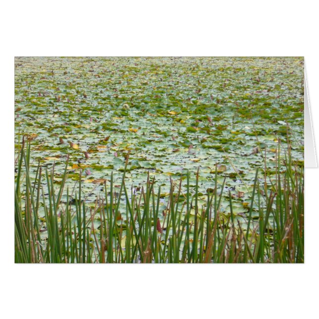 plantas de la charca (Anverso (Horizontal))