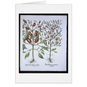 Plantas de la pimienta de chiles, del 'Hortus
