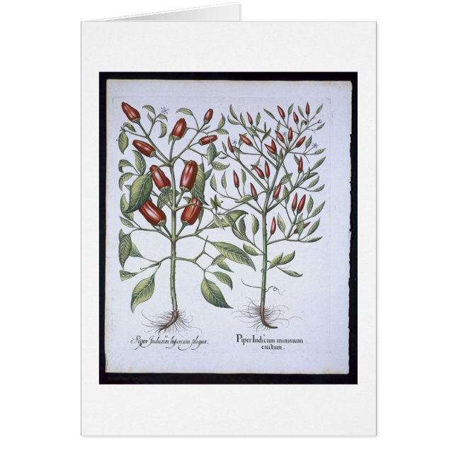 Plantas de la pimienta de chiles, del 'Hortus (Frente)