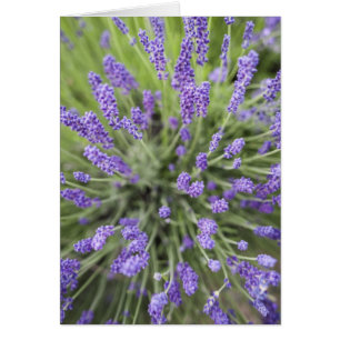 Plantas de lavanda