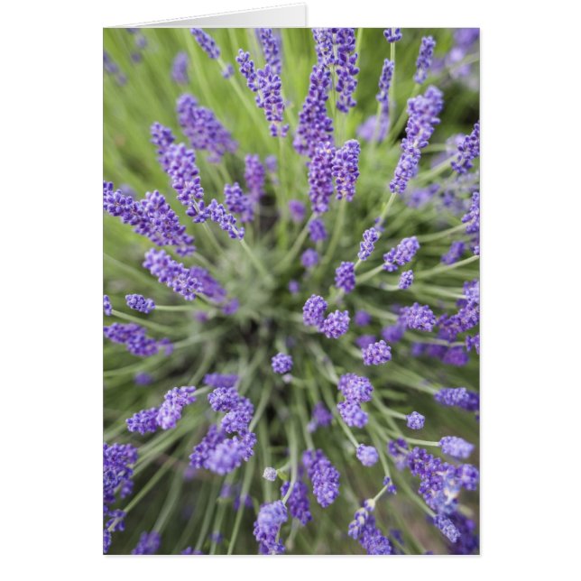 Plantas de lavanda (Frente)
