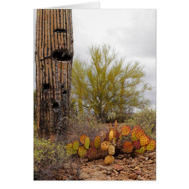 Plantas del desierto (Frente)