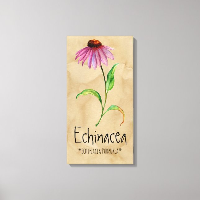 Plantas mágicas Echinacea 13,22'' x 25,52'' lienzo (Anverso)