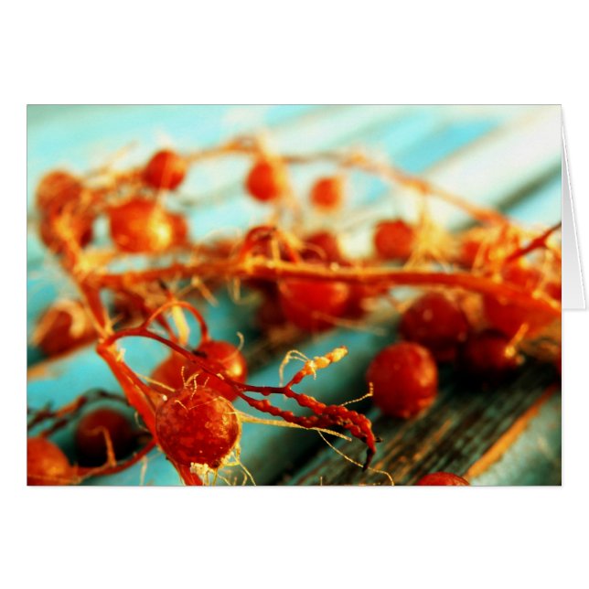 Plantas marinas (Anverso (Horizontal))