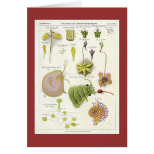 Plantas parásitas y carnívoras