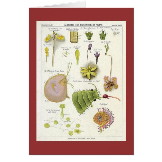 Plantas parásitas y carnívoras (Frente)