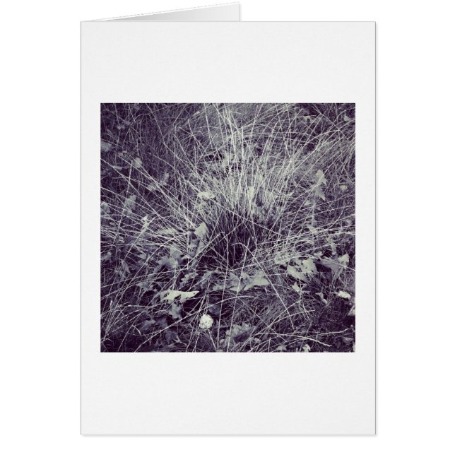 Plantas y hierbas (Frente)