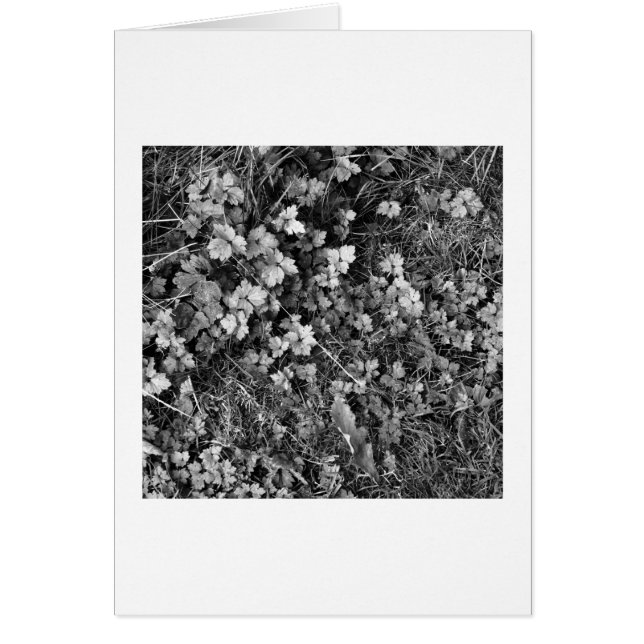 Plantas y hierbas (Frente)