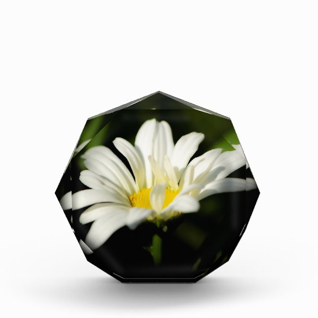 Plantilla de bloque de fotos octagonal (Anverso)