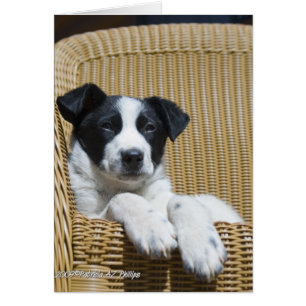 Plantilla de cachorro Border Collie Pensando en Ti
