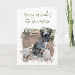 Plantilla de Cattle Dog Ausente para Foto
