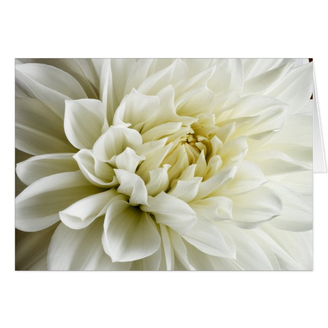 Plantilla de flor de cierre de Dahlia Sepia Dahlia (Anverso (Horizontal))