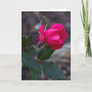 Plantilla de foto de rosa rosa pensando en ti