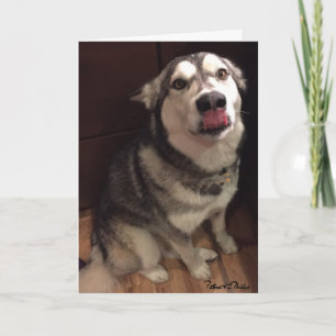 Plantilla de fotografía de Alaskan Malamute linda