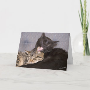 Plantilla de fotografía de gatitos lindos que te e