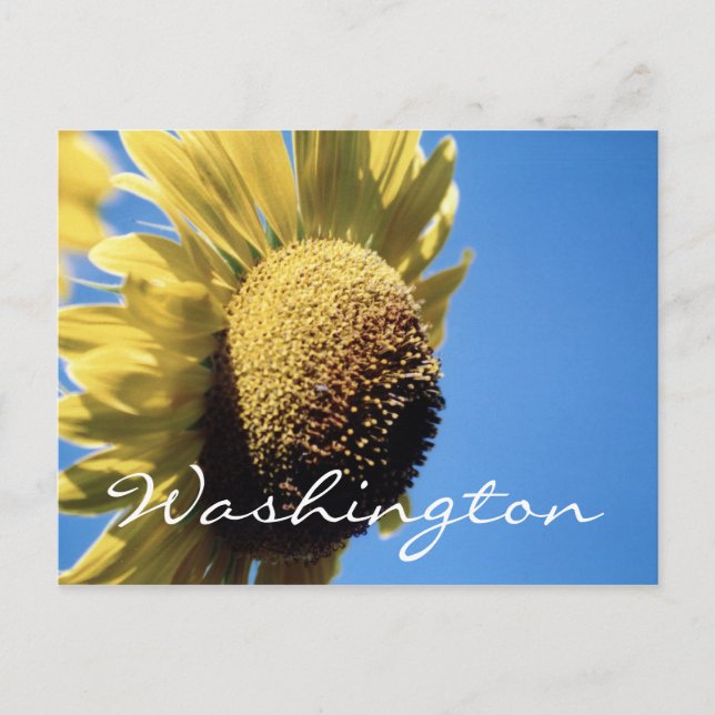 Plantilla de girasol de postal de Washington (Anverso)