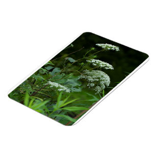 Plantilla de imán de grabación 3x4